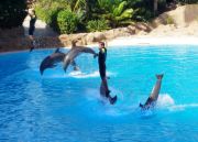 Loro Parque delfiininäytös
